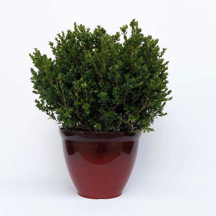 Buxus microphylla 'LP 03' PP 36,215 ~ Little Mister™ Boxwood-ServeScape