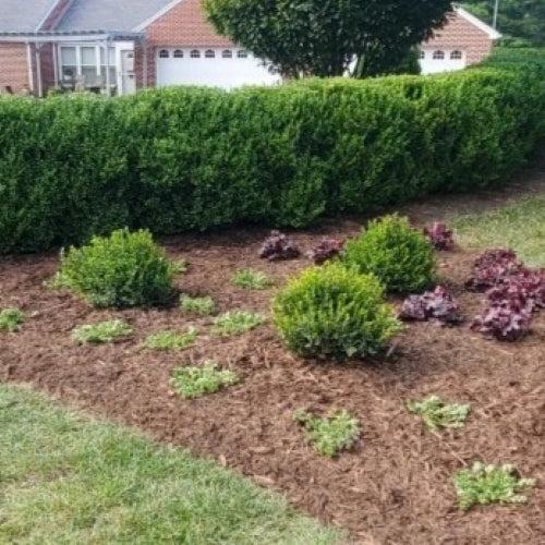 Buxus microphylla 'LP 03' PP 36,215 ~ Little Mister™ Boxwood-ServeScape