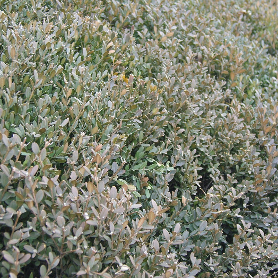 Buxus sinica ~ Korean Boxwood-ServeScape