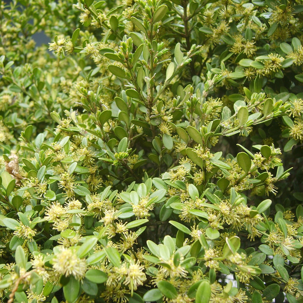 Buxus sinica ~ Korean Boxwood-ServeScape