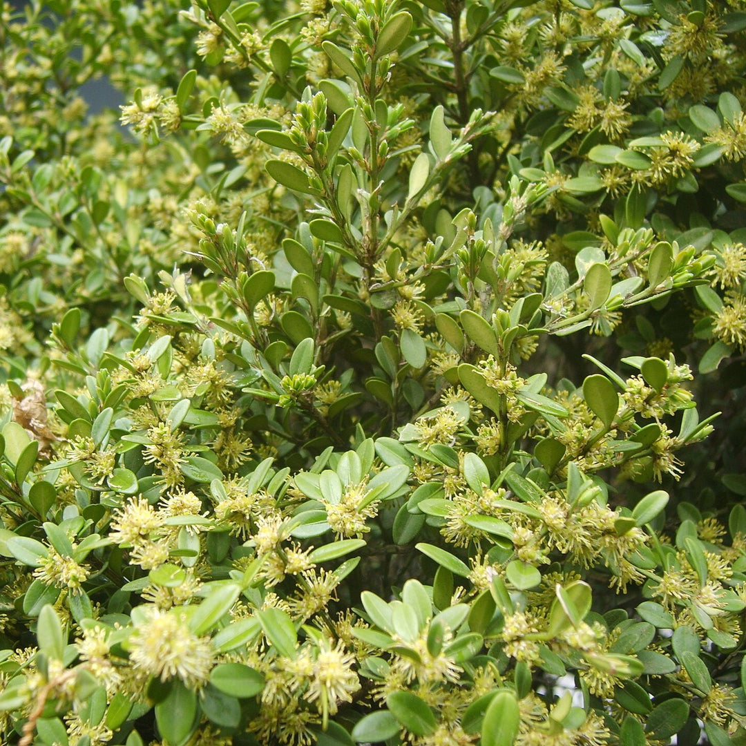 Buxus sinica ~ Korean Boxwood-ServeScape