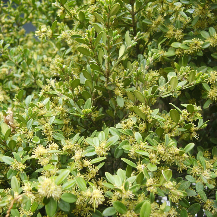 Buxus sinica ~ Korean Boxwood-ServeScape