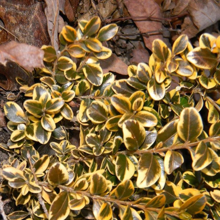 Buxus microphylla var. japonica 'Borderline' ~ Borderline Japanese Boxwood-ServeScape