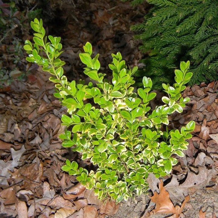 Buxus microphylla var. japonica 'Borderline' ~ Borderline Japanese Boxwood-ServeScape