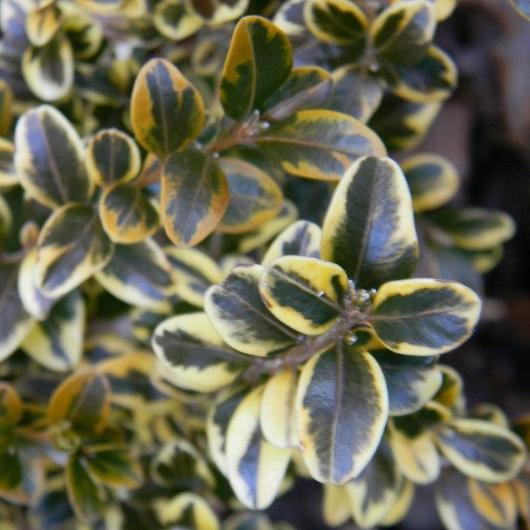 Buxus microphylla var. japonica 'Borderline' ~ Borderline Japanese Boxwood-ServeScape