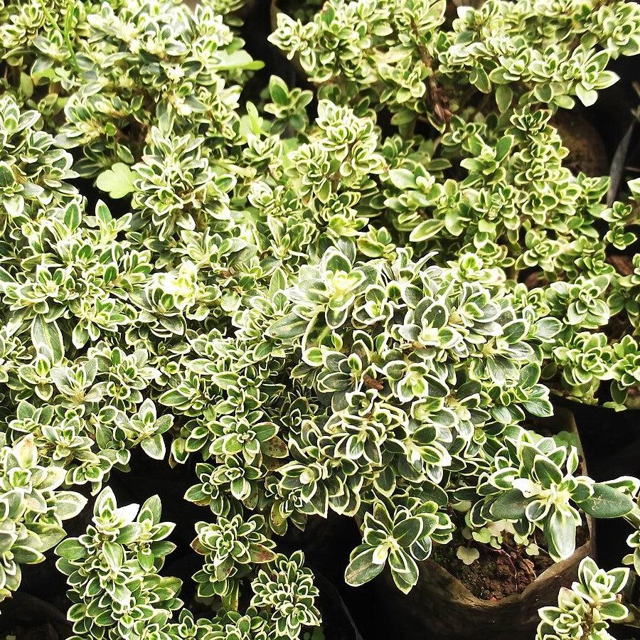 Buxus sempervirens 'Variegata' ~ Variegated Boxwood-ServeScape