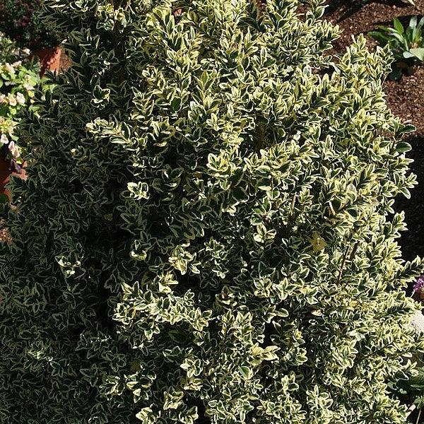 Buxus sempervirens 'Variegata' ~ Variegated Boxwood-ServeScape