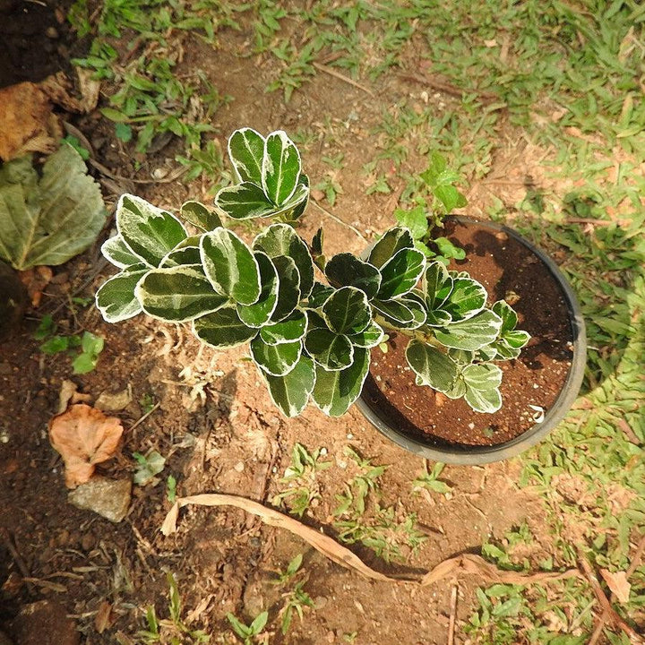 Buxus sempervirens 'Variegata' ~ Variegated Boxwood-ServeScape