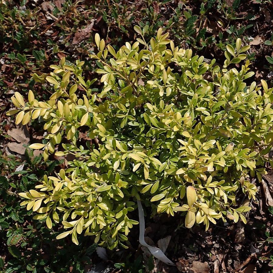 Buxus microphylla 'Tide Hill' ~ Tide Hill Boxwood-ServeScape