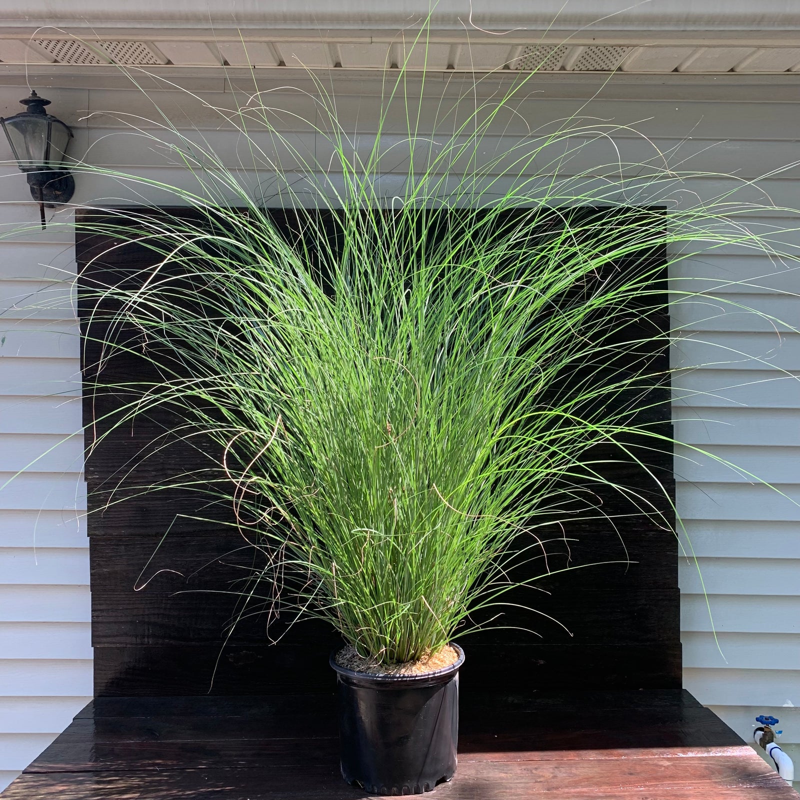 Miscanthus sinensis 'Gracillimus' ~ Maiden Grass-ServeScape