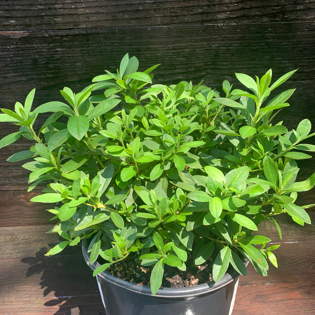 Rhododendron 'George L. Taber' ~ George Taber Azalea-ServeScape