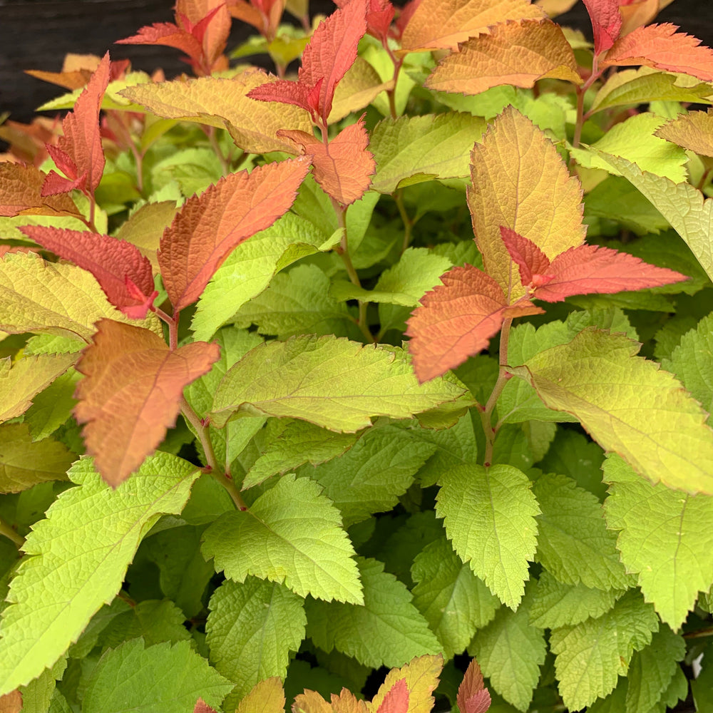 Spiraea japonica 'NCSX1' ~ Double Play® Candy Corn® Spirea-ServeScape