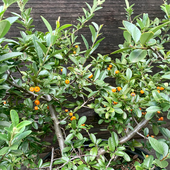 Pyracantha x 'Mohave' ~ Mohave Firethorn Shrub-ServeScape