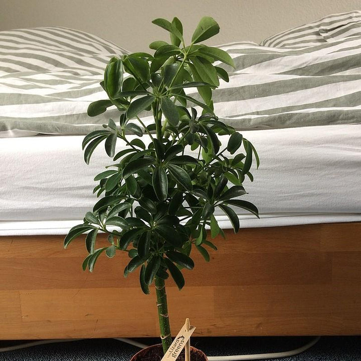Schefflera arboricola ~ Monrovia® Dwarf Umbrella Plant-ServeScape