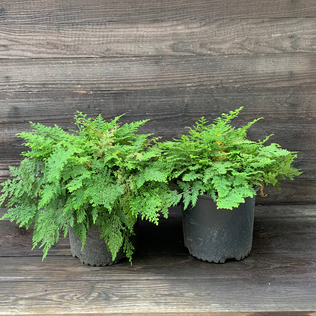 Selaginella braunii ~ Arborvitae Fern-ServeScape