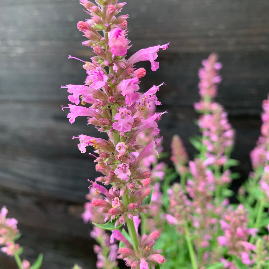 Agastache 'TNAGAPL' ~ Poquito™ Lavender Hyssop-ServeScape