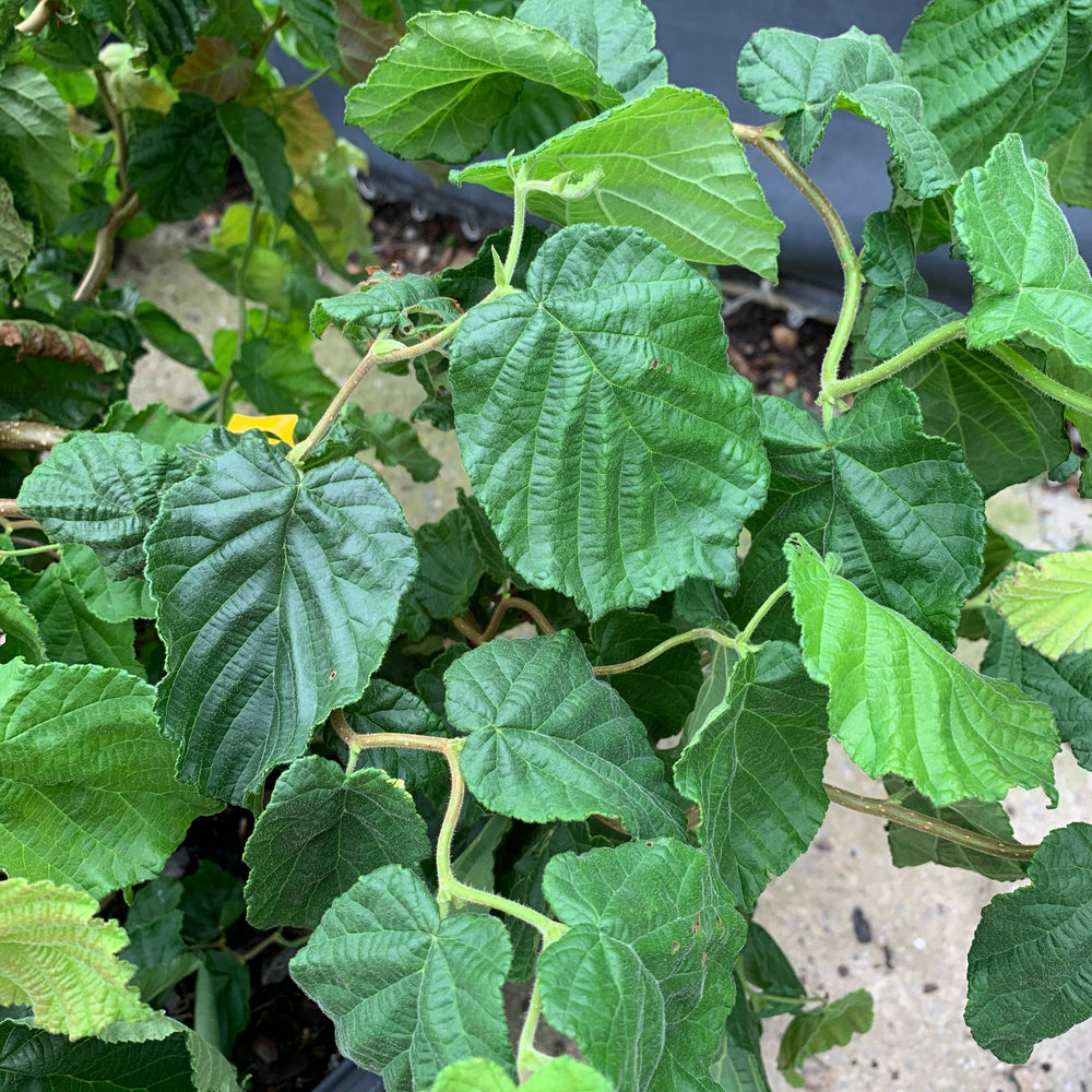 Corylus avellana 'Contorta' ~ Contorted Filbert, Harry Lauder’s Walking Stick-ServeScape