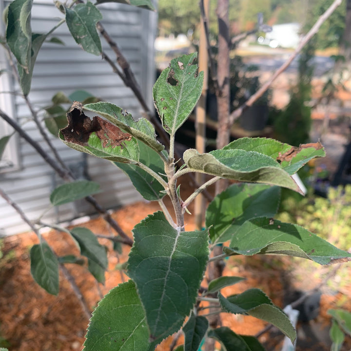 Malus pumila 'Fuji' ~ Fuji Apple-ServeScape