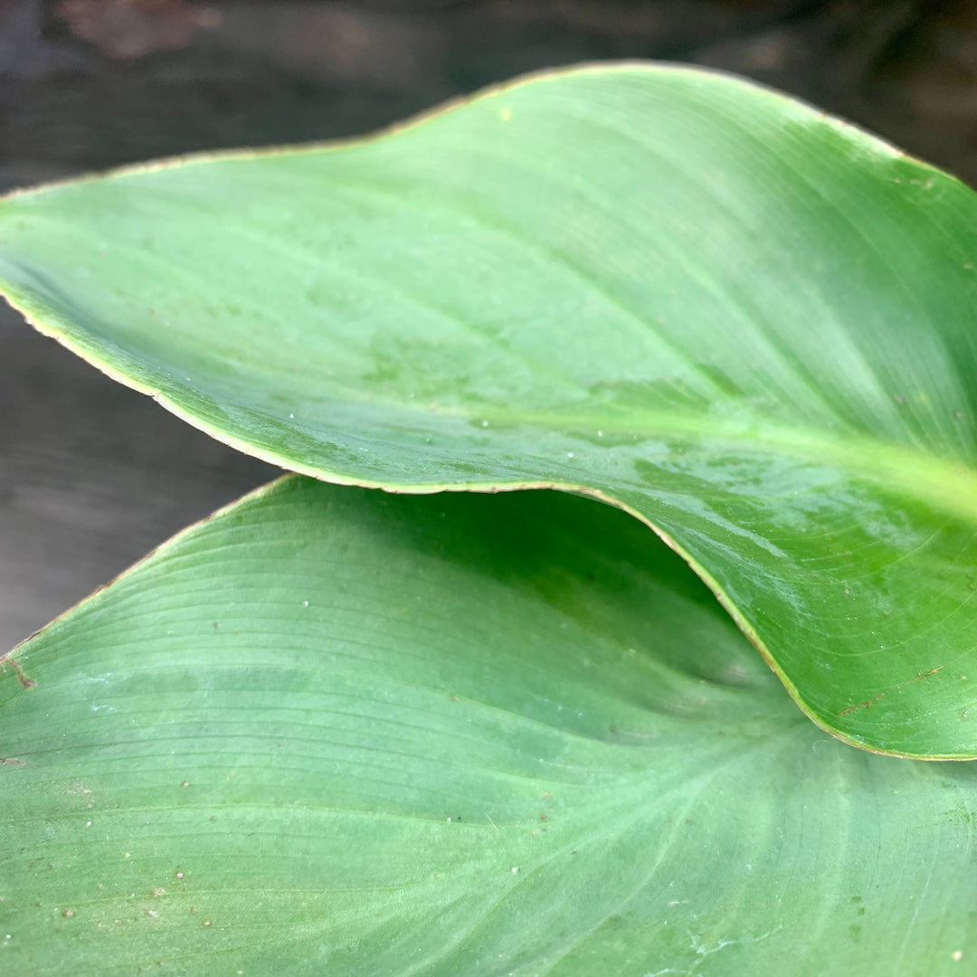 Canna x generalis 'Yellow' ~ CANNOVA® Yellow Canna Lily-ServeScape