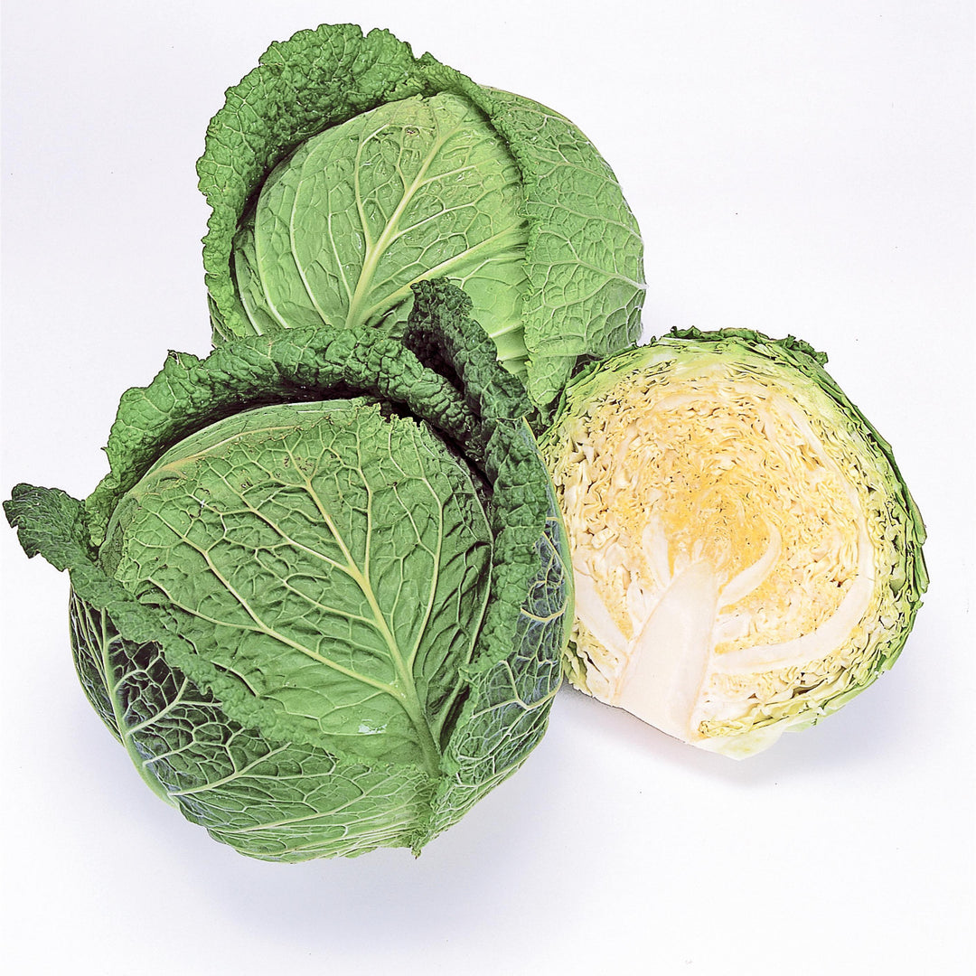 Brassica oleracea var. capitata 'Savoy Ace' ~ Savoy Ace Cabbage-ServeScape