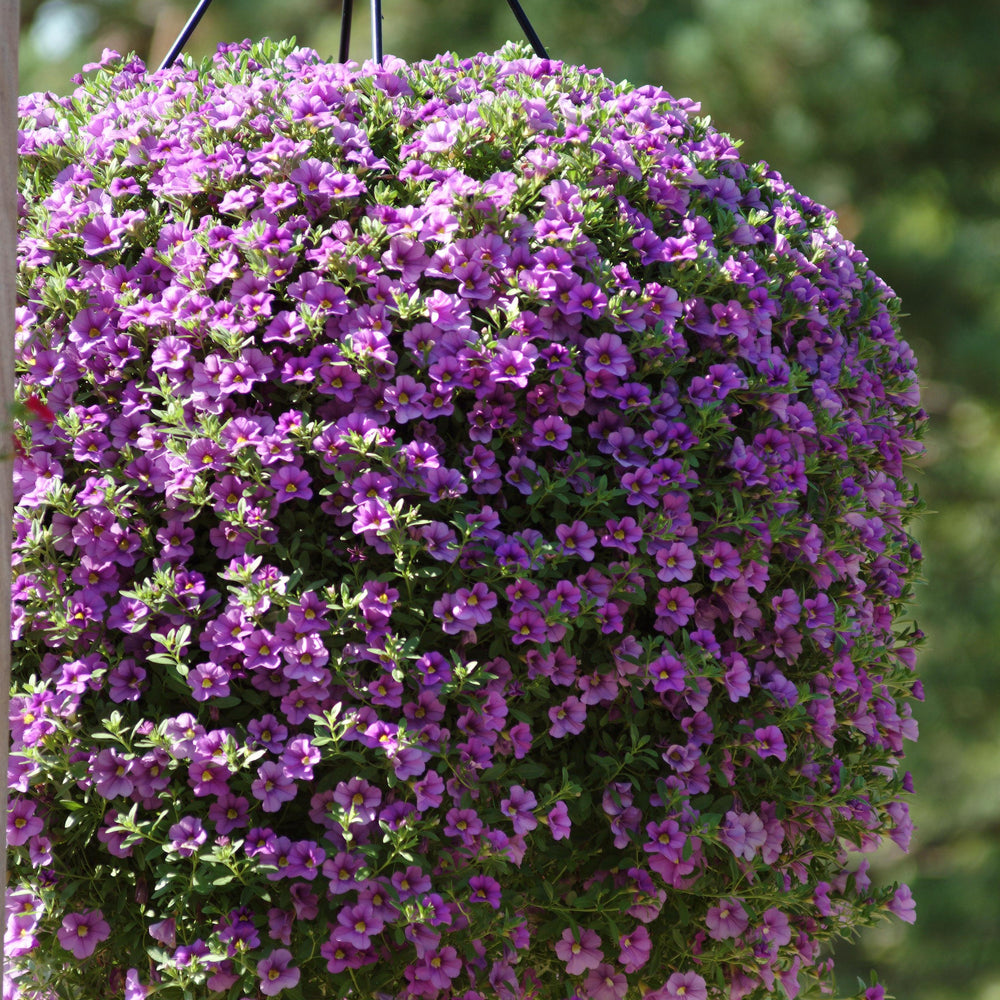 Calibrachoa hybrid 'Balcablav332' ~ Cabaret® Lavender Calibrachoa-ServeScape