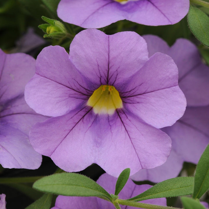 Calibrachoa hybrid 'Balcablav332' ~ Cabaret® Lavender Calibrachoa-ServeScape
