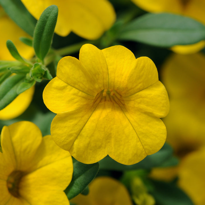 Calibrachoa hybrid 'Balcabdep' ~ Cabaret® Deep Yellow Calibrachoa-ServeScape