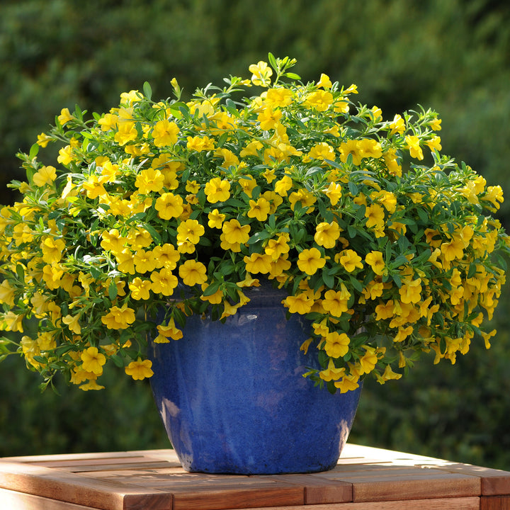 Calibrachoa hybrid 'Balcabdep' ~ Cabaret® Deep Yellow Calibrachoa-ServeScape