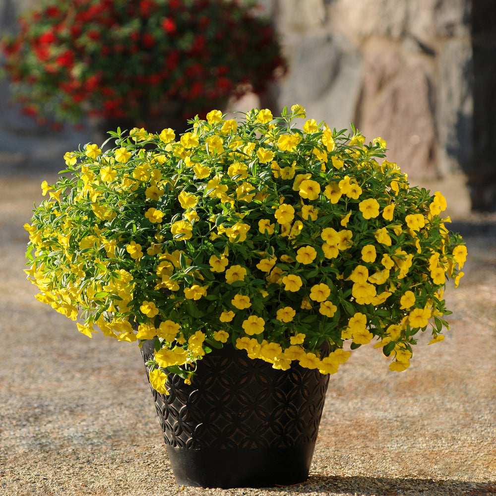 Calibrachoa hybrid 'Balcabdep' ~ Cabaret® Deep Yellow Calibrachoa-ServeScape