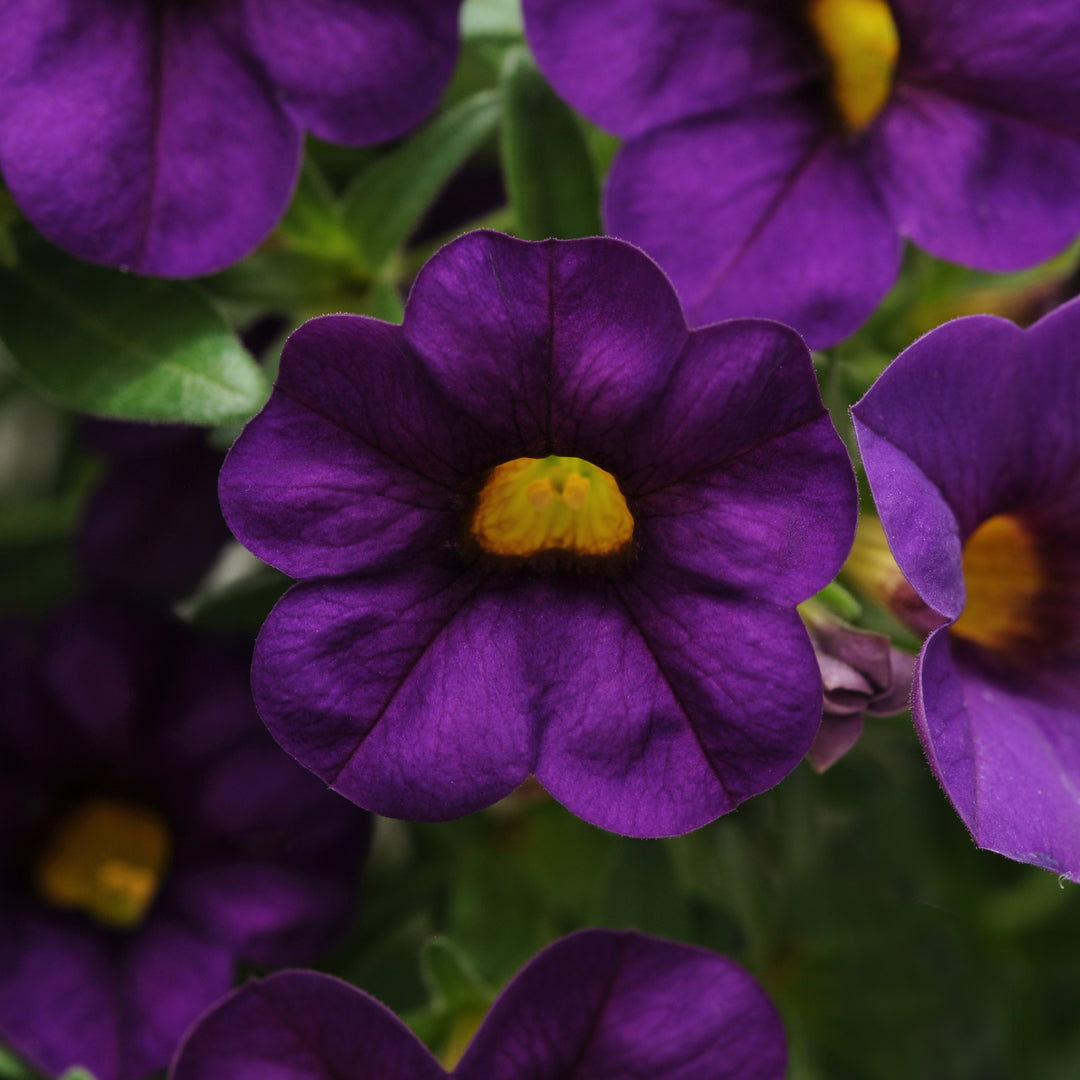 Calibrachoa hybrid 'Balcabpurim' ~ Cabaret® Purple Calibrachoa-ServeScape