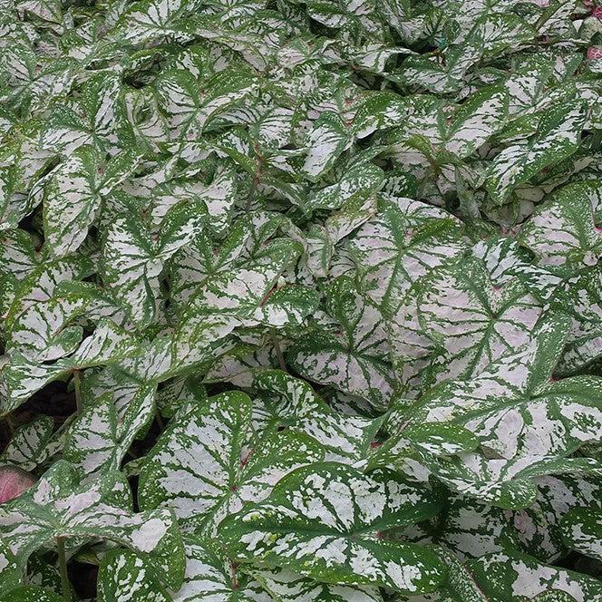 Caladium 'Monument' ~ Monument Caladium-ServeScape