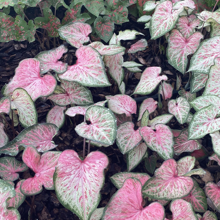 Caladium 'Candyland' ~ Candyland Caladium-ServeScape