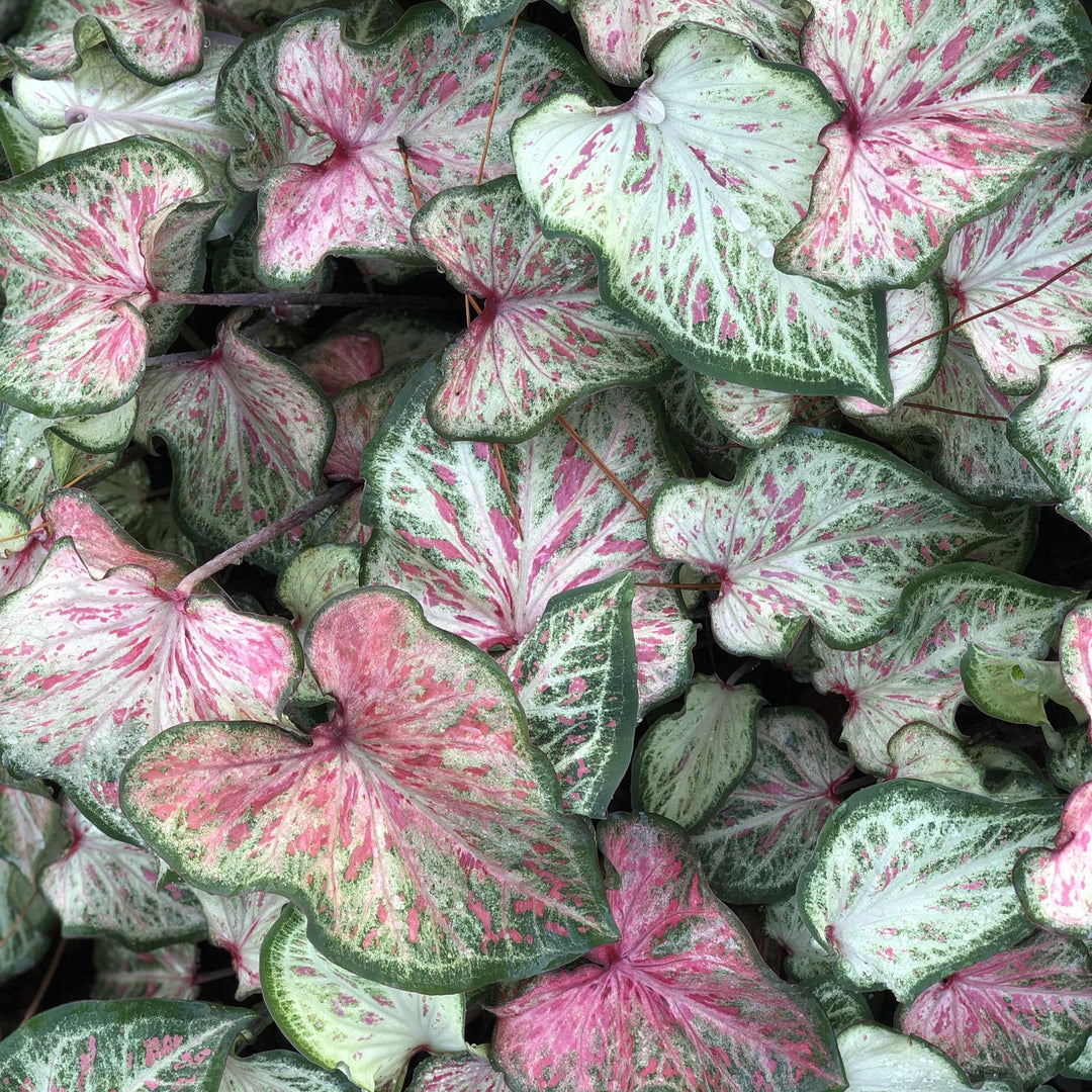 Caladium 'Candyland' ~ Candyland Caladium-ServeScape