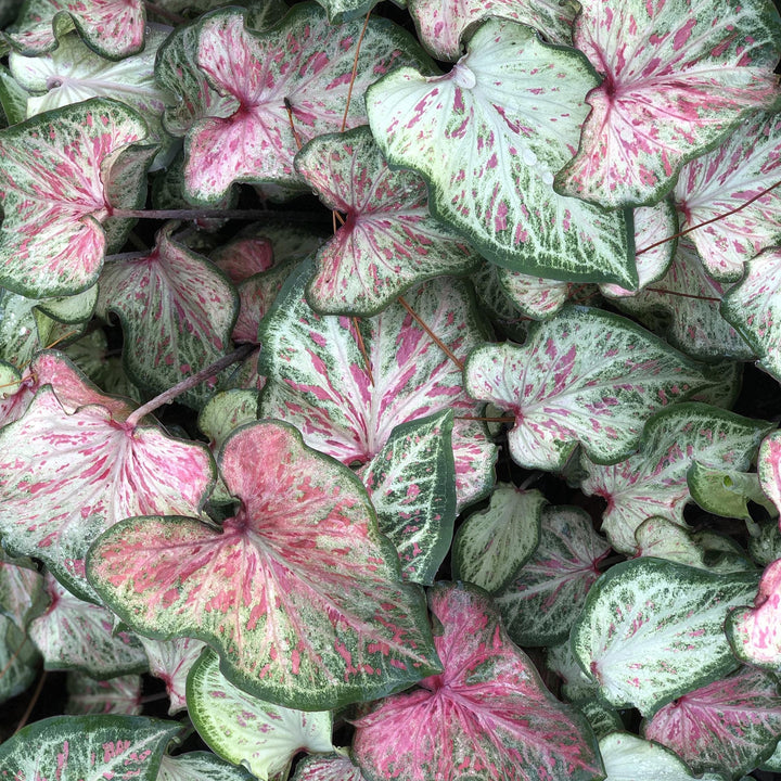 Caladium 'Candyland' ~ Candyland Caladium-ServeScape