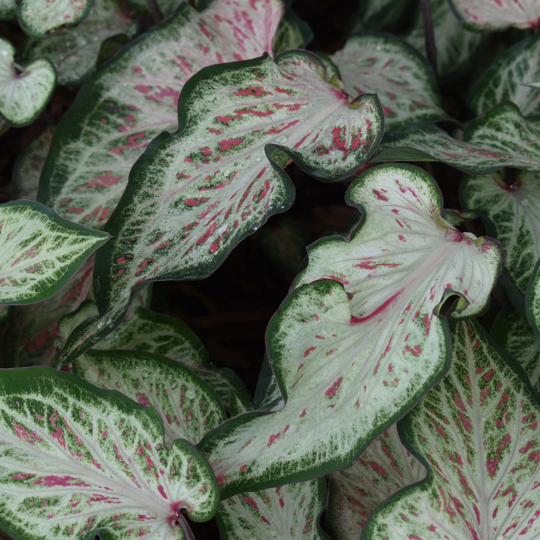 Caladium 'Candyland' ~ Candyland Caladium-ServeScape
