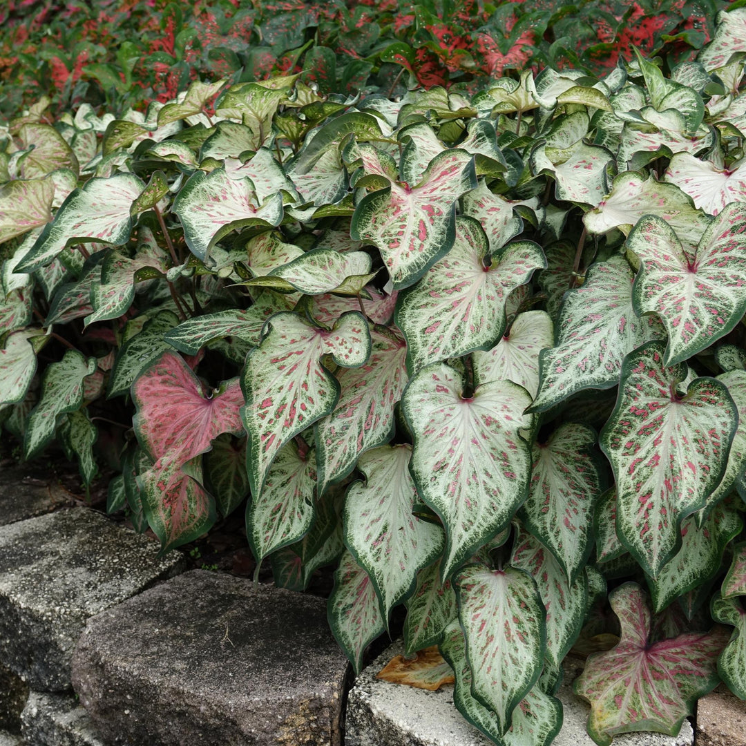 Caladium 'Candyland' ~ Candyland Caladium-ServeScape