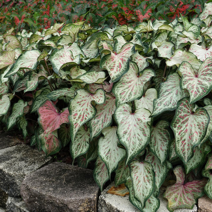Caladium 'Candyland' ~ Candyland Caladium-ServeScape