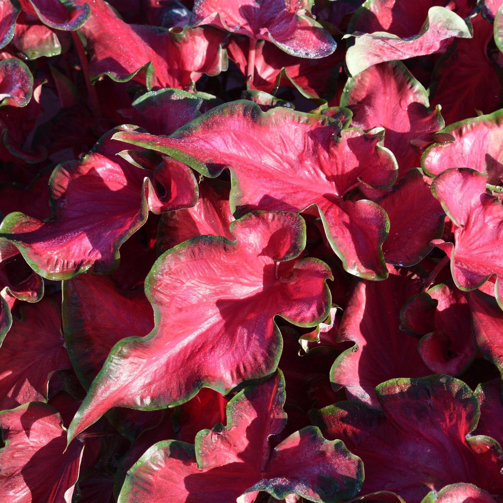 Caladium 'Red Ruffles' ~ Red Ruffles Caladium-ServeScape
