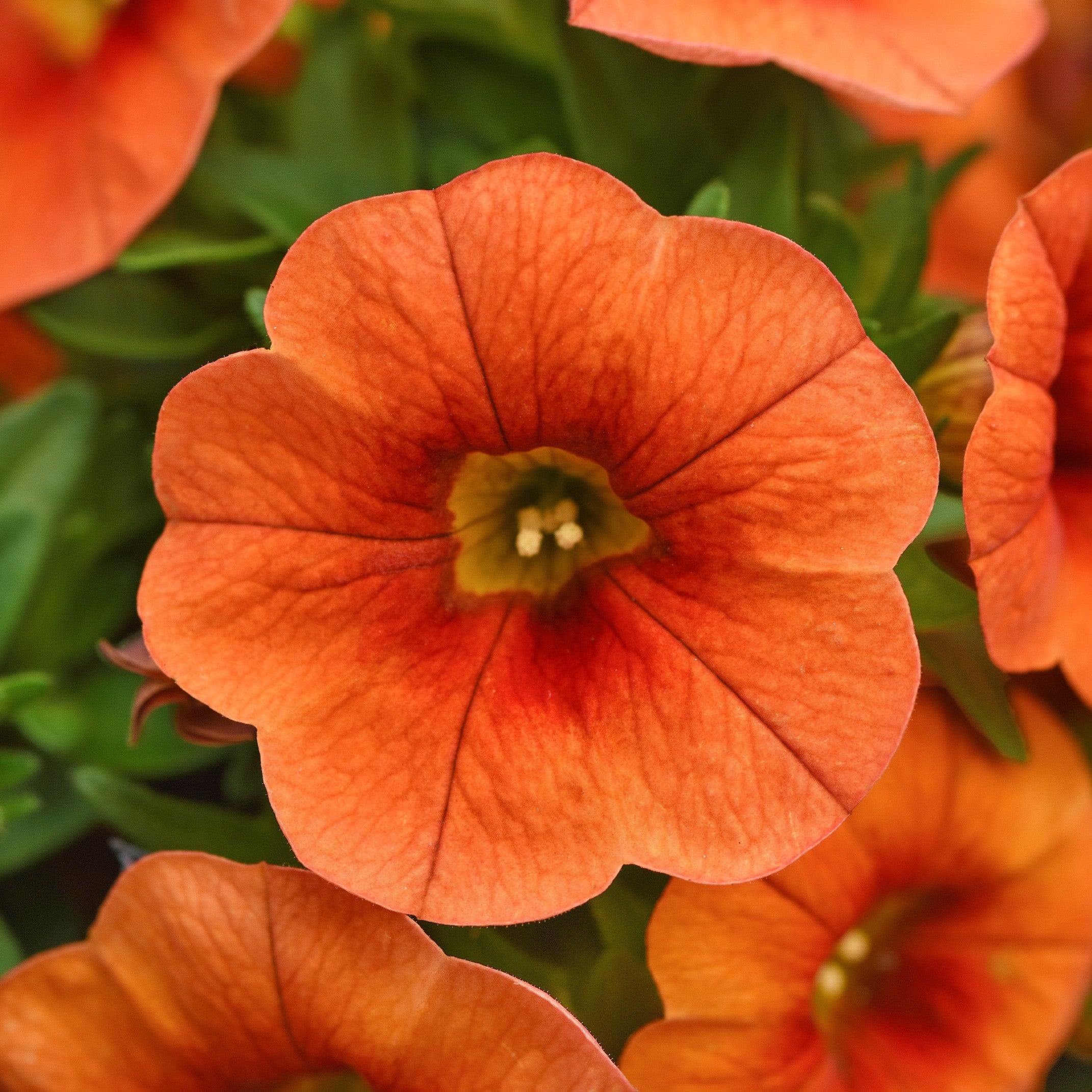 Calibrachoa hybrid 'Balcabritor' ~ Cabaret® Bright Orange Calibrachoa ...