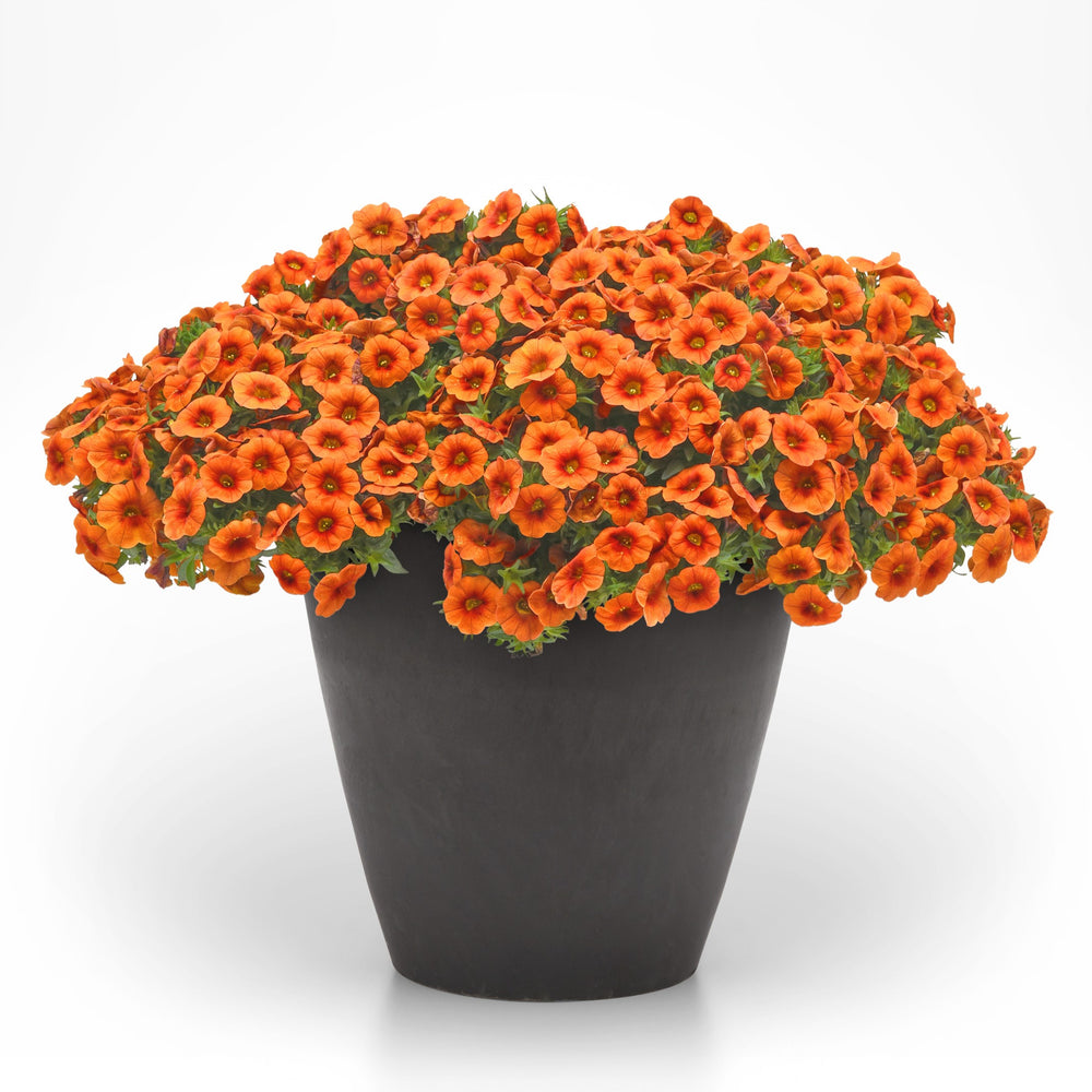 Calibrachoa hybrid 'Balcabritor' ~ Cabaret® Bright Orange Calibrachoa-ServeScape