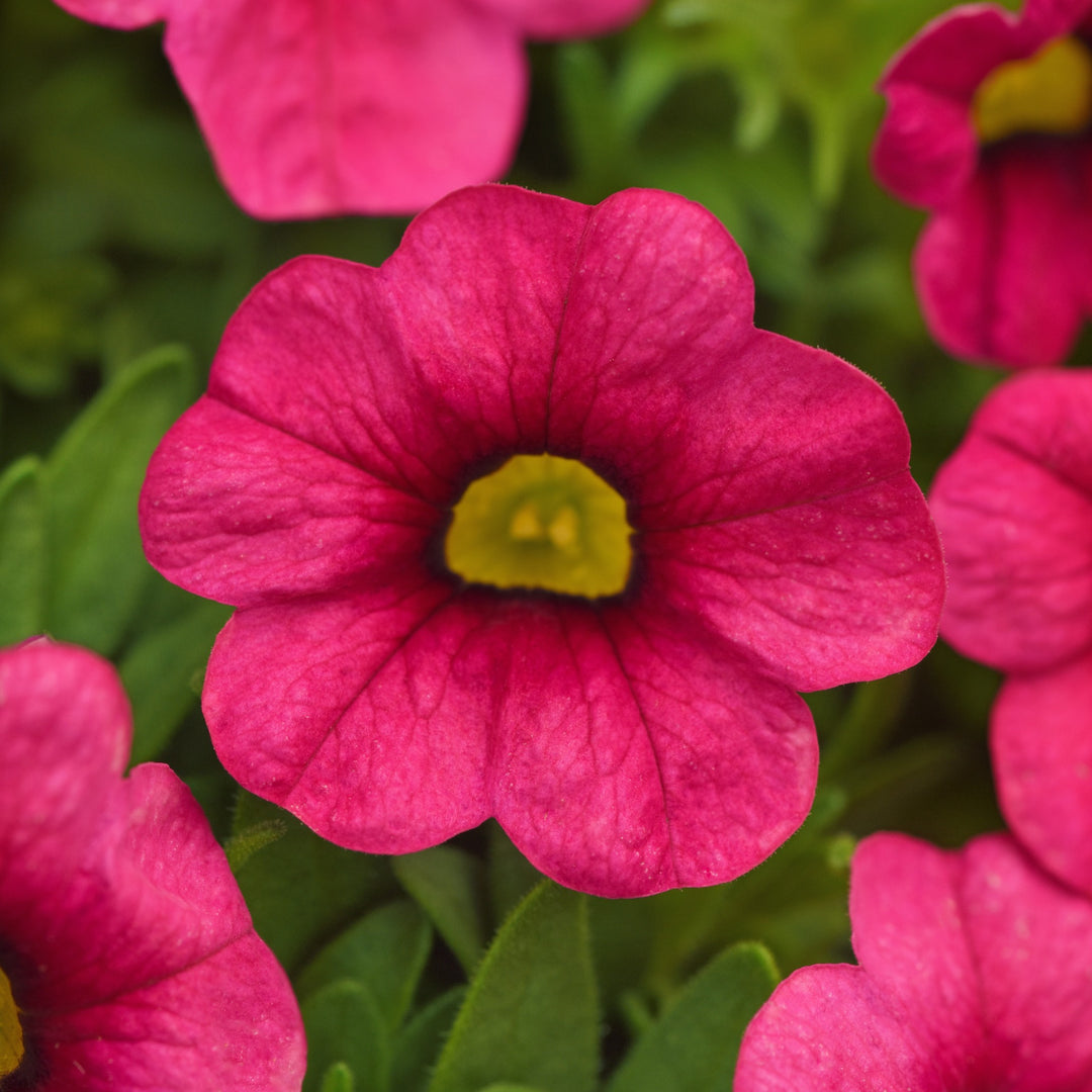 Calibrachoa hybrid 'Balcabotin138' ~ Cabaret® Hot Pink Calibrachoa-ServeScape