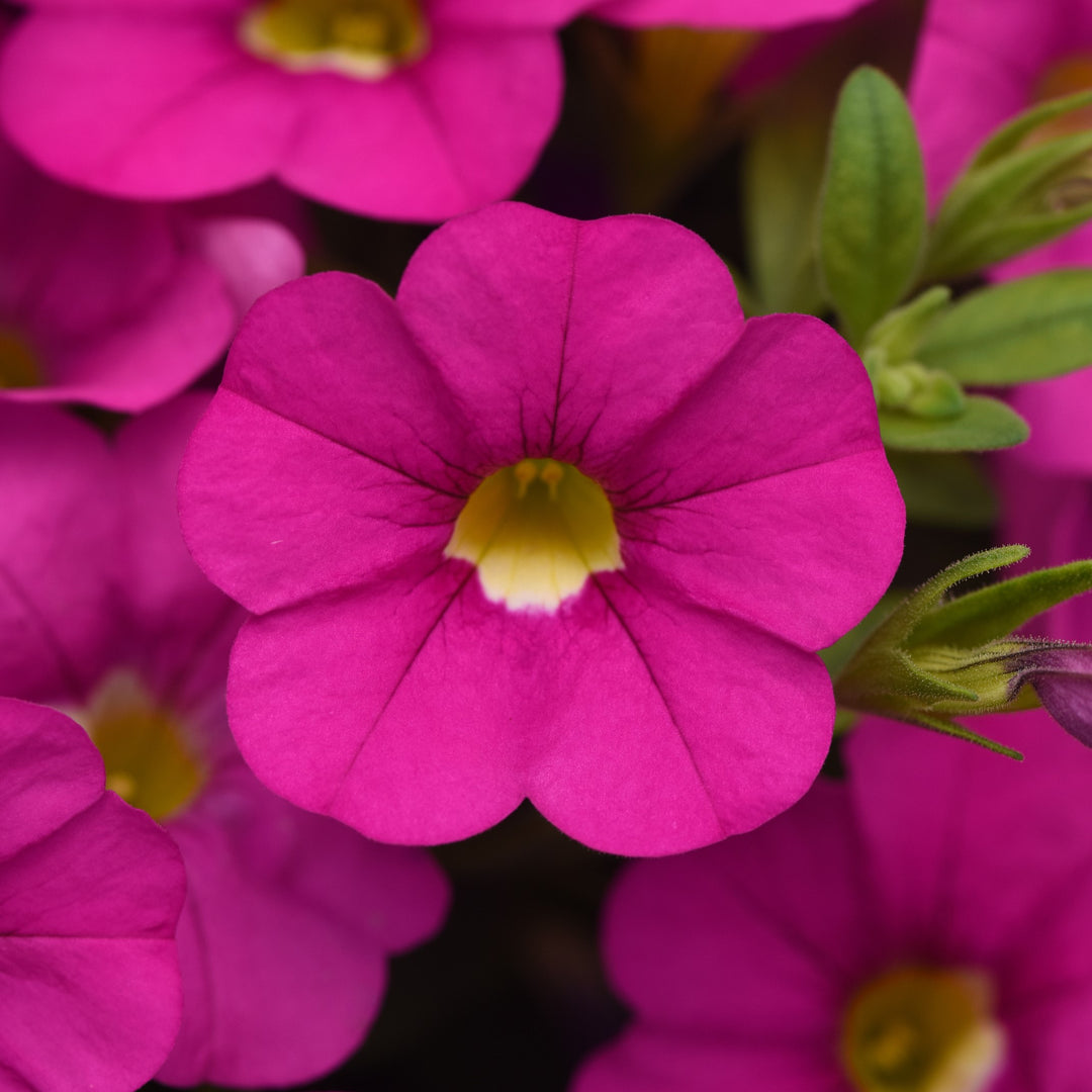 Calibrachoa hybrid 'Balcabini490' ~ Cabaret® Pink Calibrachoa-ServeScape
