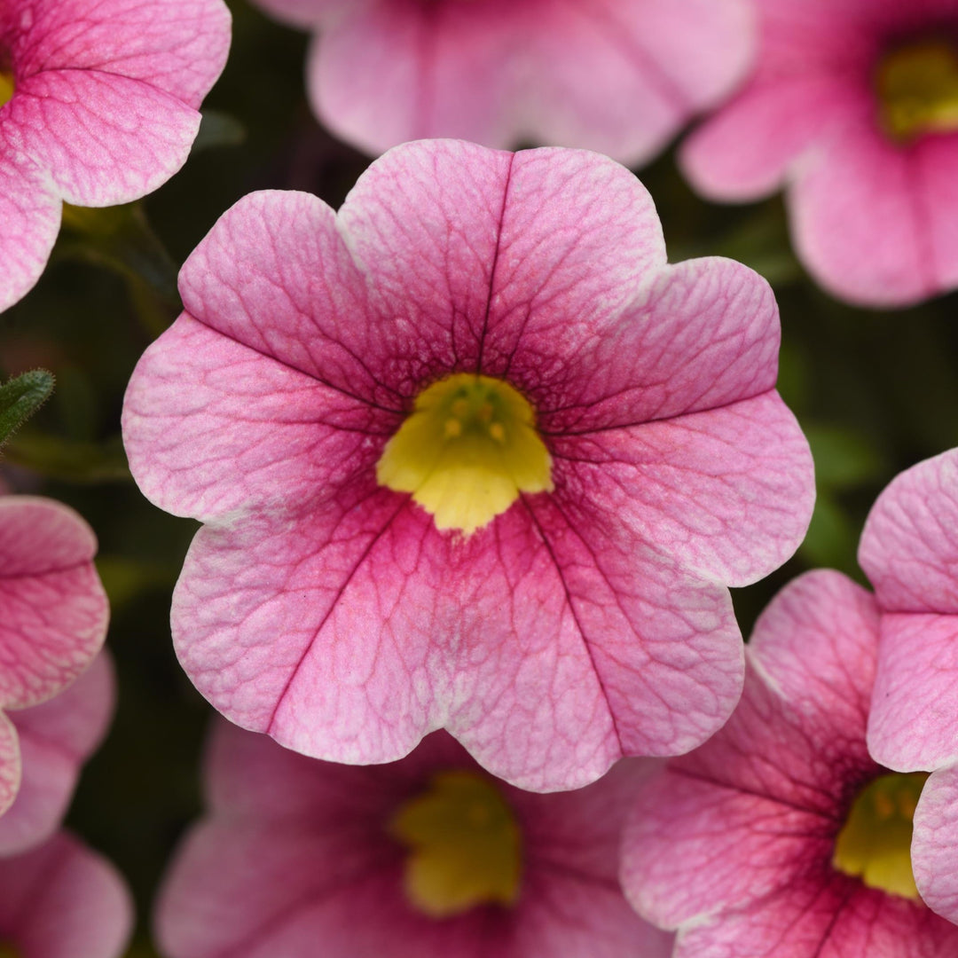 Calibrachoa hybrid 'Balcabpar' ~ Cabaret® Strawberry Parfait Calibrachoa-ServeScape