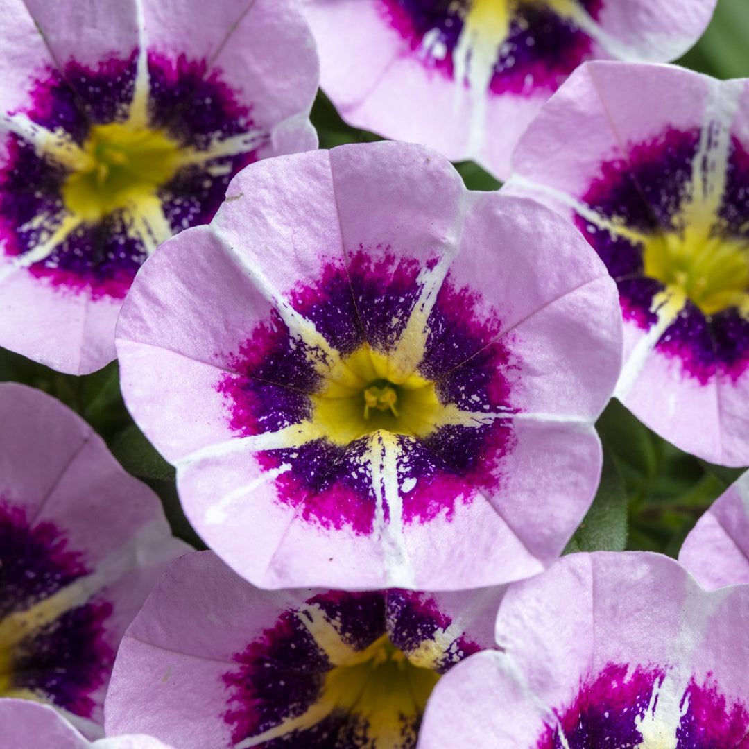 Calibrachoa hybrida 'Calliloco Star Child' ~ Calliloco® Star Child Calibrachoa-ServeScape