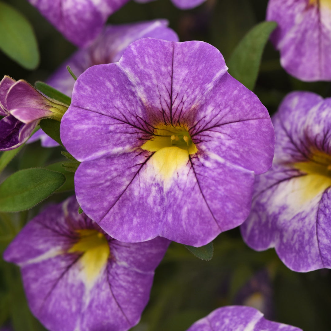 Calibrachoa hybrida 'Balchadend' ~ Cha-Cha™ Diva Lavender Calibrachoa-ServeScape