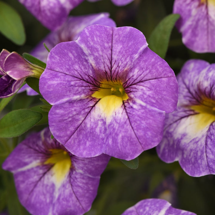 Calibrachoa hybrida 'Balchadend' ~ Cha-Cha™ Diva Lavender Calibrachoa-ServeScape