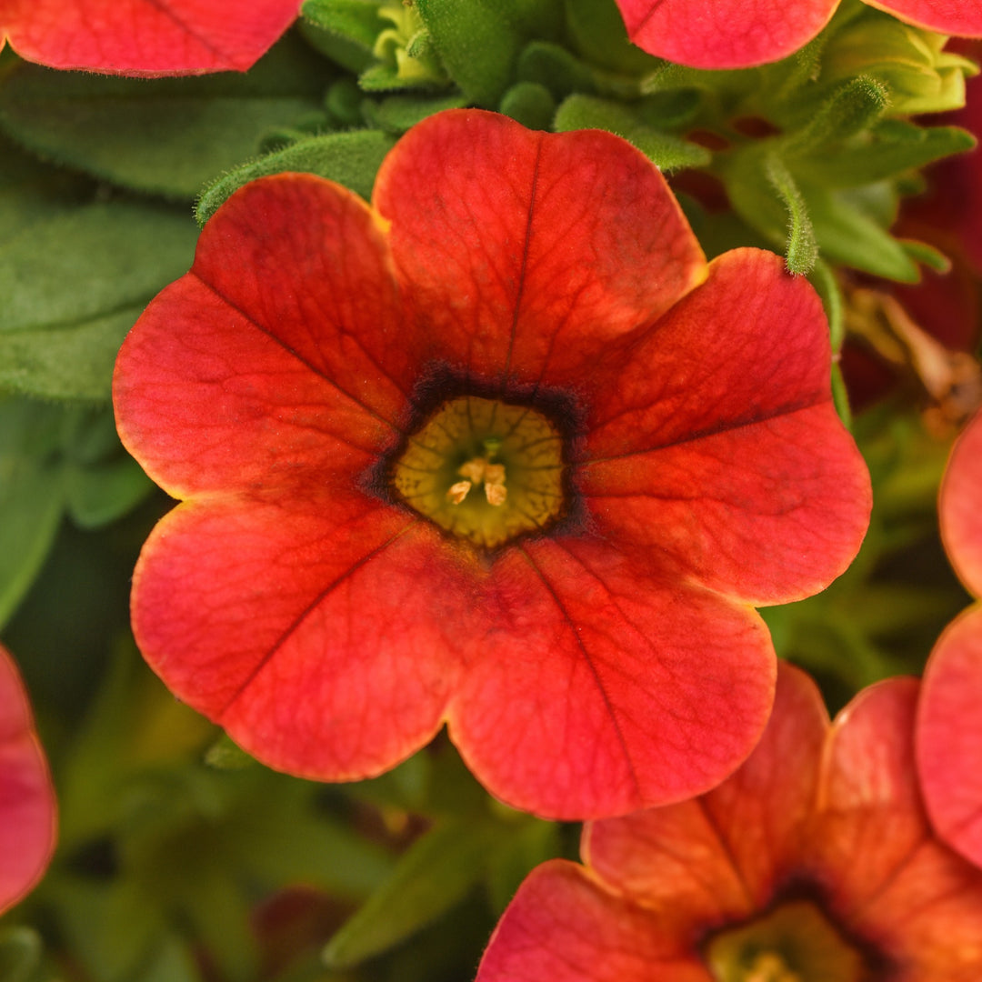 Calibrachoa hybrida 'Balchadior' ~ Cha-Cha™ Diva Orange Calibrachoa-ServeScape