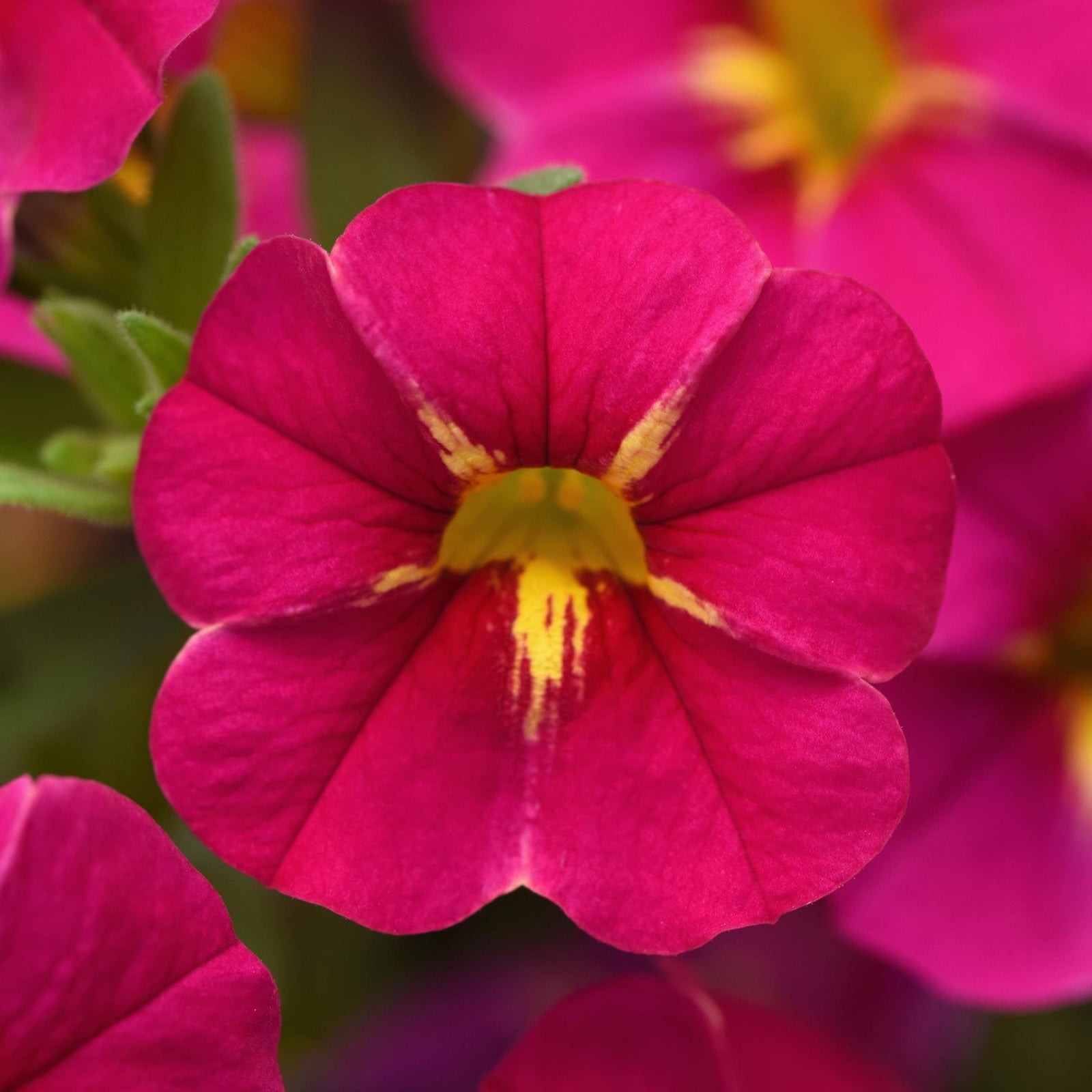 Calibrachoa hybrida 'Balchaucia' ~ Cha-Cha™ Fuchsia Calibrachoa-ServeScape