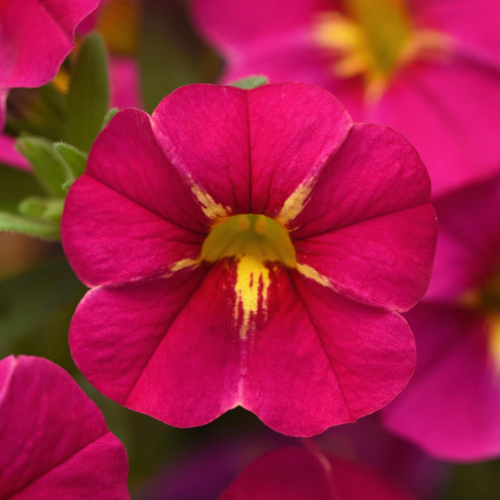 Calibrachoa hybrida 'Balchaucia' ~ Cha-Cha™ Fuchsia Calibrachoa-ServeScape