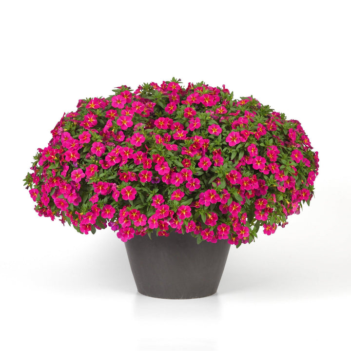 Calibrachoa hybrida 'Balchaucia' ~ Cha-Cha™ Fuchsia Calibrachoa-ServeScape